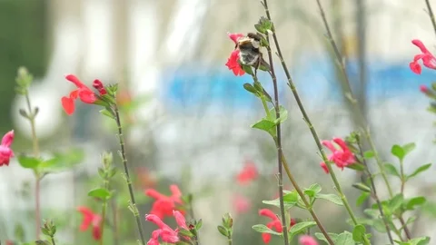 A bee gathering pollen in red flowers Stock Footage 73889826