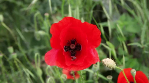 Bee gathering pollen from a red poppy flower, field, wind, summer day Stock Footage 39018575