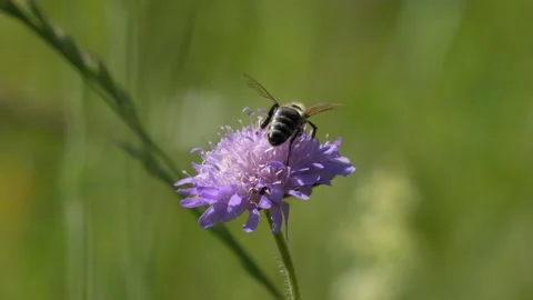 Bee Gathering Pollen on Scabiosa and Flying Away - 4K Macro Wildlife B-Roll Vidéo 335830760