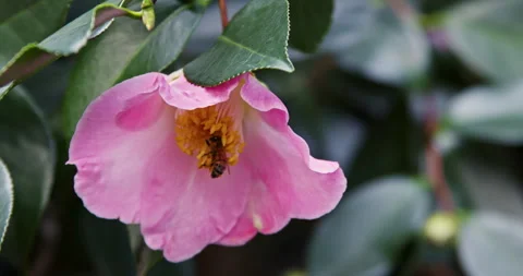 Bee Gathering Pollen Slow Motion Stock Footage 266463090
