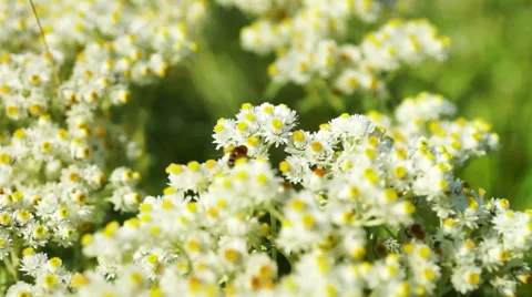 Bee Gathering Pollen From Small Daisy Flowers Stock Footage 46942242