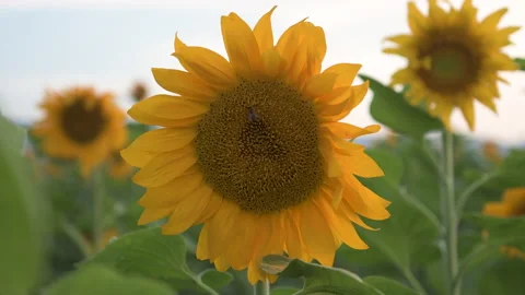 Bee gathering pollen on a sunflower in the field Stock Footage 170726253
