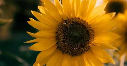 Bee gathering pollen on sunflower Video stock 92480413