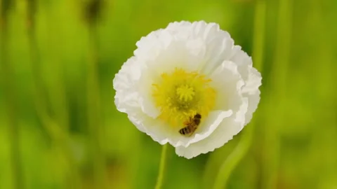 Bee gathering pollen on a white poppy flower in Guangzhou China 스톡 동영상 346031323