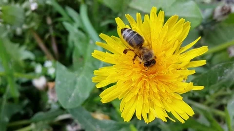 Bee gathering pollen on the yellow dandelion flower Stock Footage 73491077