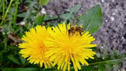 Bee gathering pollen on the yellow dandelion flower Stock Footage 73492902