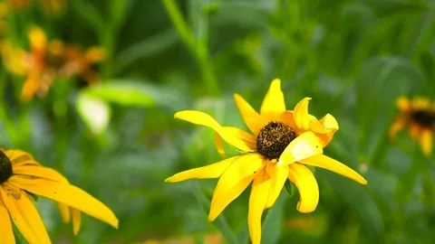 Bee gathering pollen from the yellow flower Stock Footage 71249202