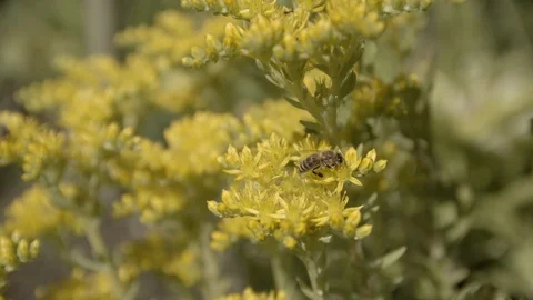 Bee gathering pollen from a yellow flower Stock Footage