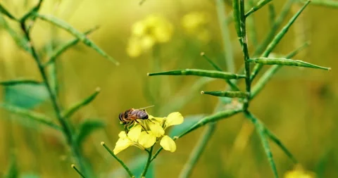 Bee gathering on a yellow flower. close-up of a bee foraging Stock Footage 344045209