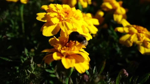 Bee gathers nectar from a bright yellow marigold in Albert Park, Auckland, New Vídeo Stock 332104205