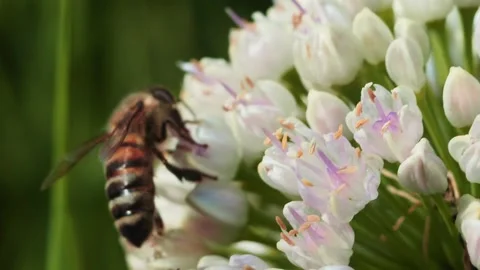 A bee gathers nectar from delicate white flowers in a lush garden. The sun Vídeos de archivo 314726573