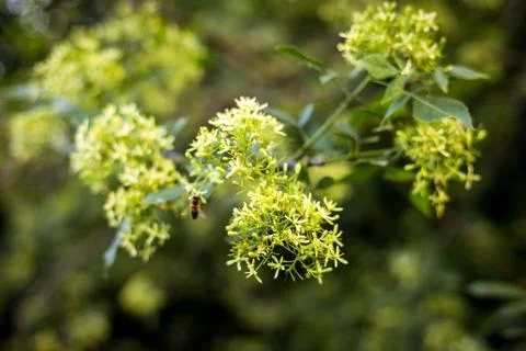A bee gathers nectar from delicate yellow blossoms on a spring day. A close-up Stock Photos