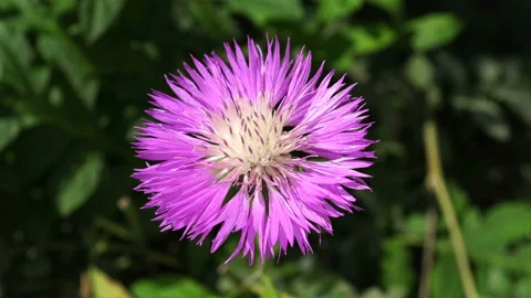 The Bee Gathers the Nectar on the Flower. Video stock 91182655