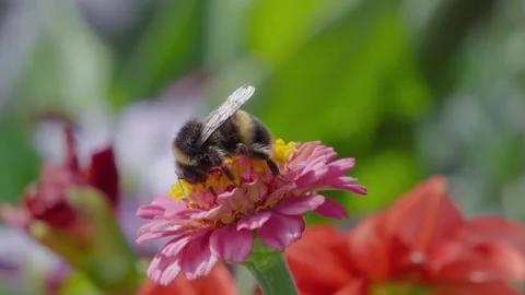 Bee gathers nectar from a pink zinnia bloom. Background shows soft green Stock Footage 345257630