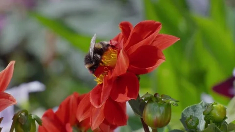 Bee gathers nectar from a vibrant red flower. Its fuzzy body moves through Stock Footage 345255716