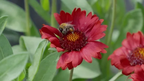 Bee gathers nectar from vibrant red flower. Petals surround a golden center Stock Footage 345257621