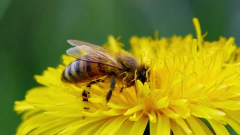 Bee gathers pollen on a dandelion. Stock Footage 130184503