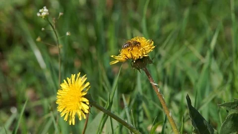 Bee Gathers Pollen Stock Footage 75487871