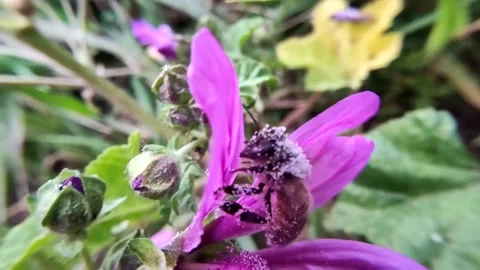 Bee gathers pollen Stock Footage 151770501