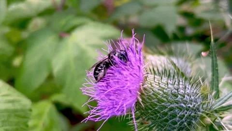 Bee gathers pollen from thistle and packs it on her belly hairs Vídeo Stock 272565252