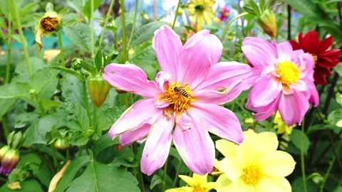 A bee gathers pollen from the yellow center of a vibrant pink dahlia surrounded Stock Footage 346522120