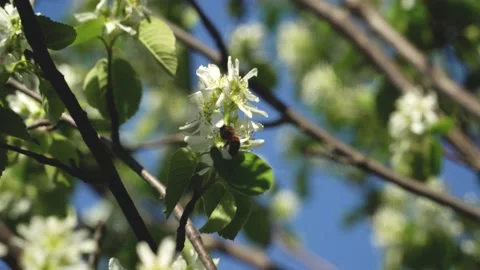 Bee Gets Pollen From white Flowers on the tree Stock Footage 130616488