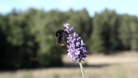 A bee gets some nectar then flies away. Stock-Footage 232598804