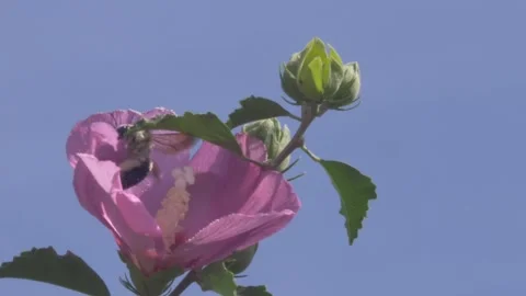 Bee Getting Nectar From Aphrodite Hibiscus Flower Bloom Stock Footage 245996348