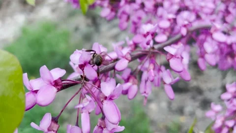 Bee Getting Nectar From Bee Balm Flower Stock Footage 197457952