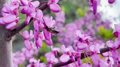 Bee Getting Nectar From Bee Balm Flower Stock Footage 197457954