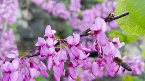 Bee Getting Nectar From Bee Balm Flower Stock Footage 197457975