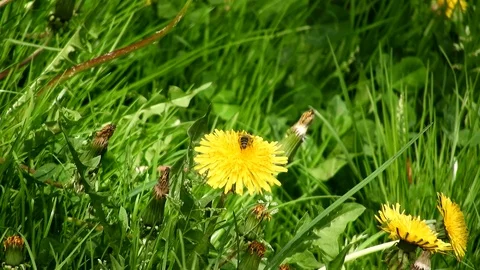 Bee getting nectar from a yellow flower 스톡 동영상 89670558