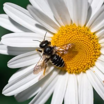 Bee getting pollen from a daisy flower Stock Photos