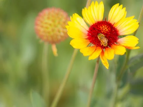 Bee getting pollen Stock Photos