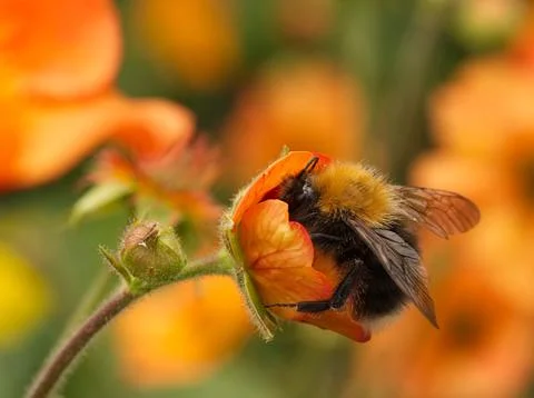 Bee on Geum flower Stock Photos