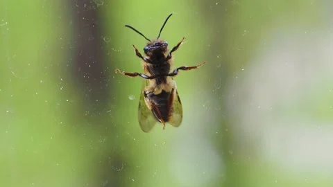 Bee on the glass. Bee on a green background, rubs his paws. Stock Footage 131325154