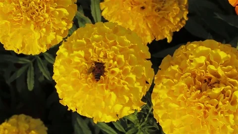 Bee go inside a flower Stock Footage 80184482