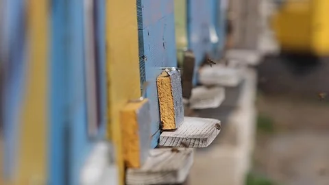 Bee go to work and coming back Stock Footage 127526843