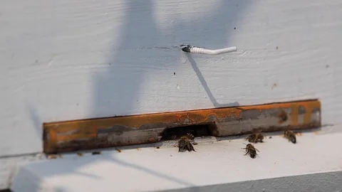 Bee go to work and coming back Stock Footage 127526979