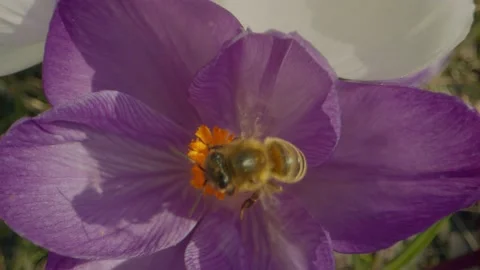 A bee that goes from flower to flower Stock Footage 152528559
