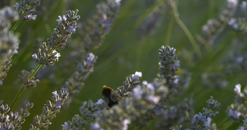 Bee going from one lavender sprig to another Stock Footage 113145194