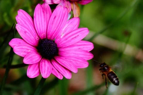 Bee going to purple flower Stock Photos