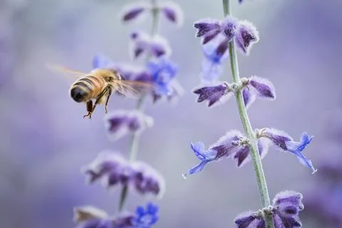 Bee Going to Work Stock Photos