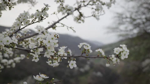 A bee gracefully flies toward blooming white spring blossoms Stock Footage 305403103