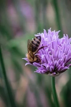 Bee gracefully gathering nectar from blooming Chives, Allium schoenoprasum Foto stock