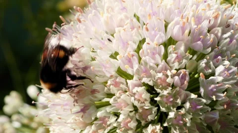 A bee gracefully lands on a delicate white flower, gathering pollen while Stock-Footage 314726761