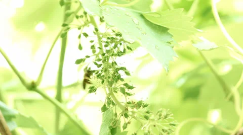 Bee on grape Stock Footage 35888294