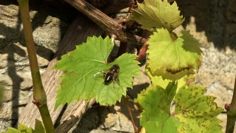Bee on grape leaf  Video stock 168558187