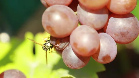 Bee on grapes Stock Footage 139112936