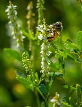 Bee in the grass on a hot day Stock Photos